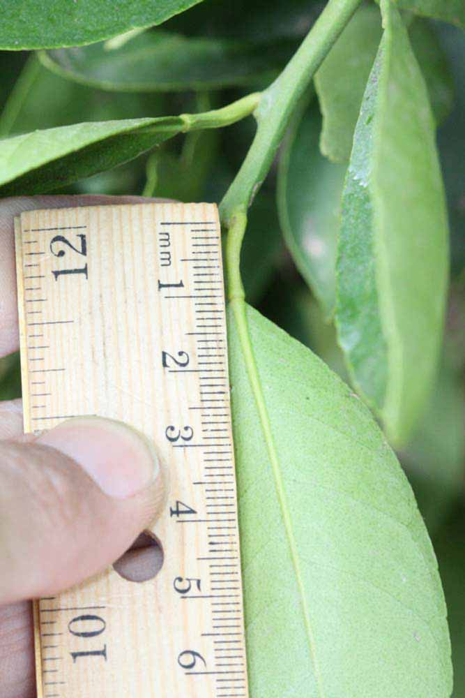              Unifoliolate leaf (Riverside, CA)       